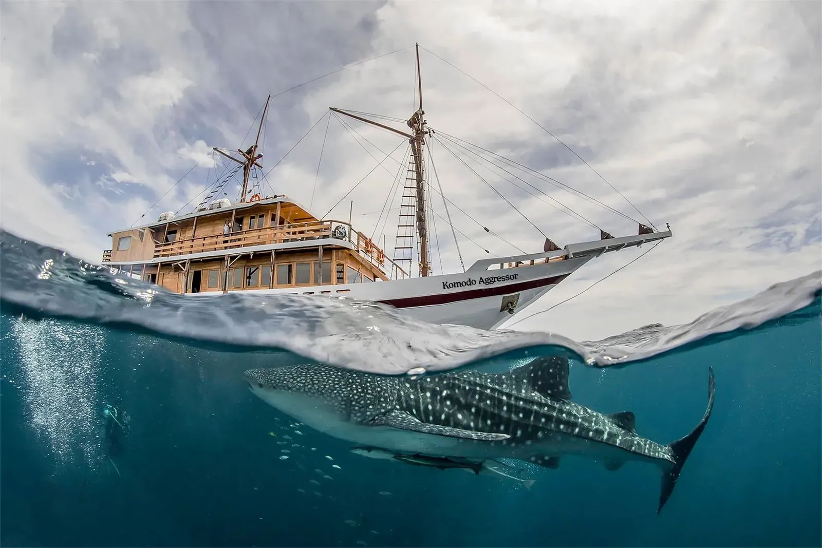 Komodo Aggressor liveaboard – whale shark underwater with vessel above – Indonesia