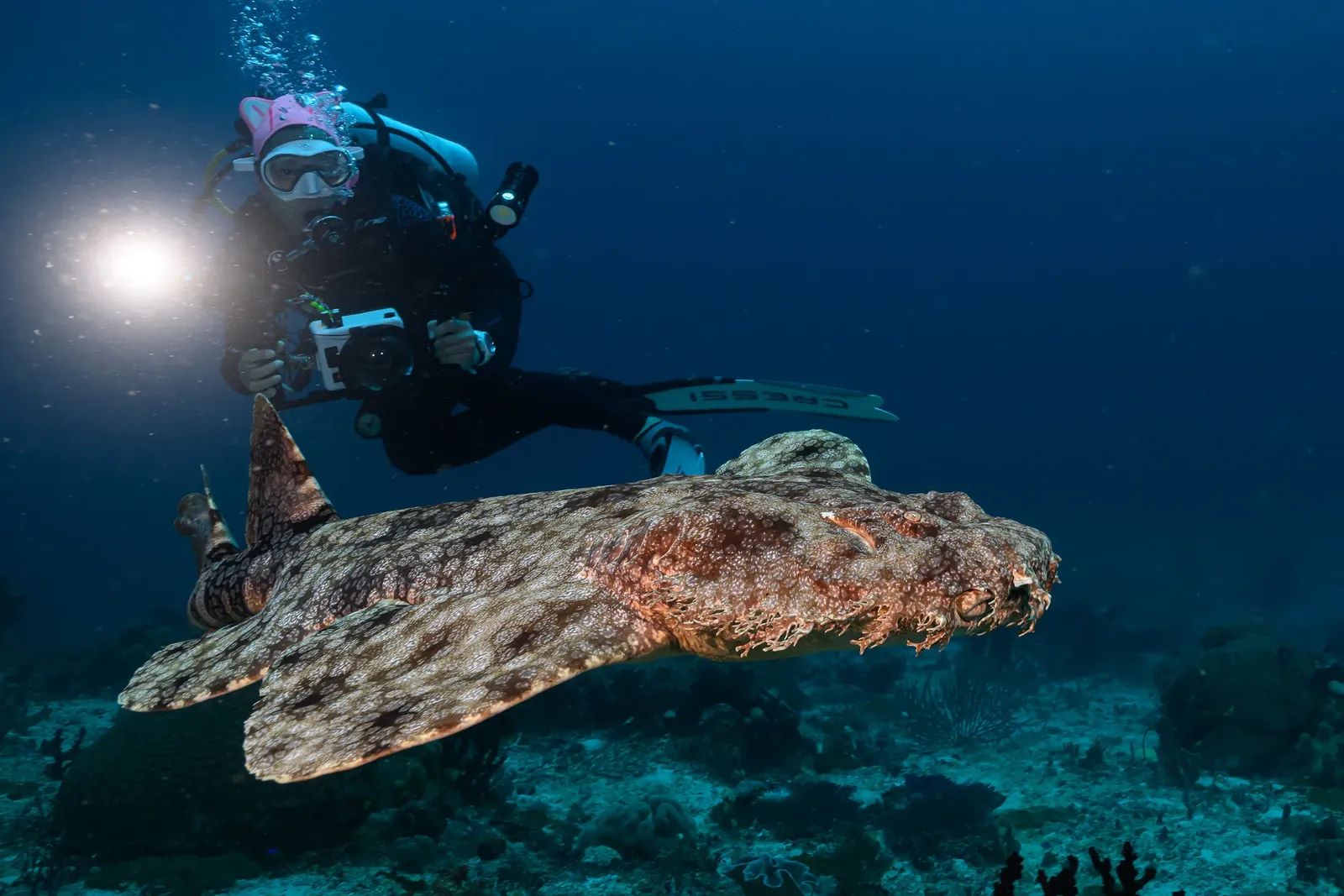 Wobbegong and Diver