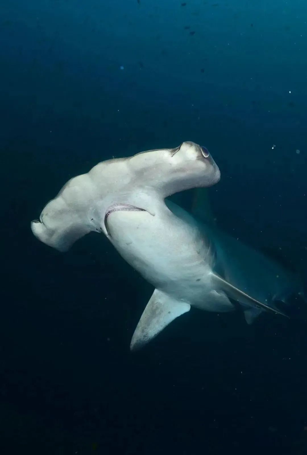 Hammerhead close up