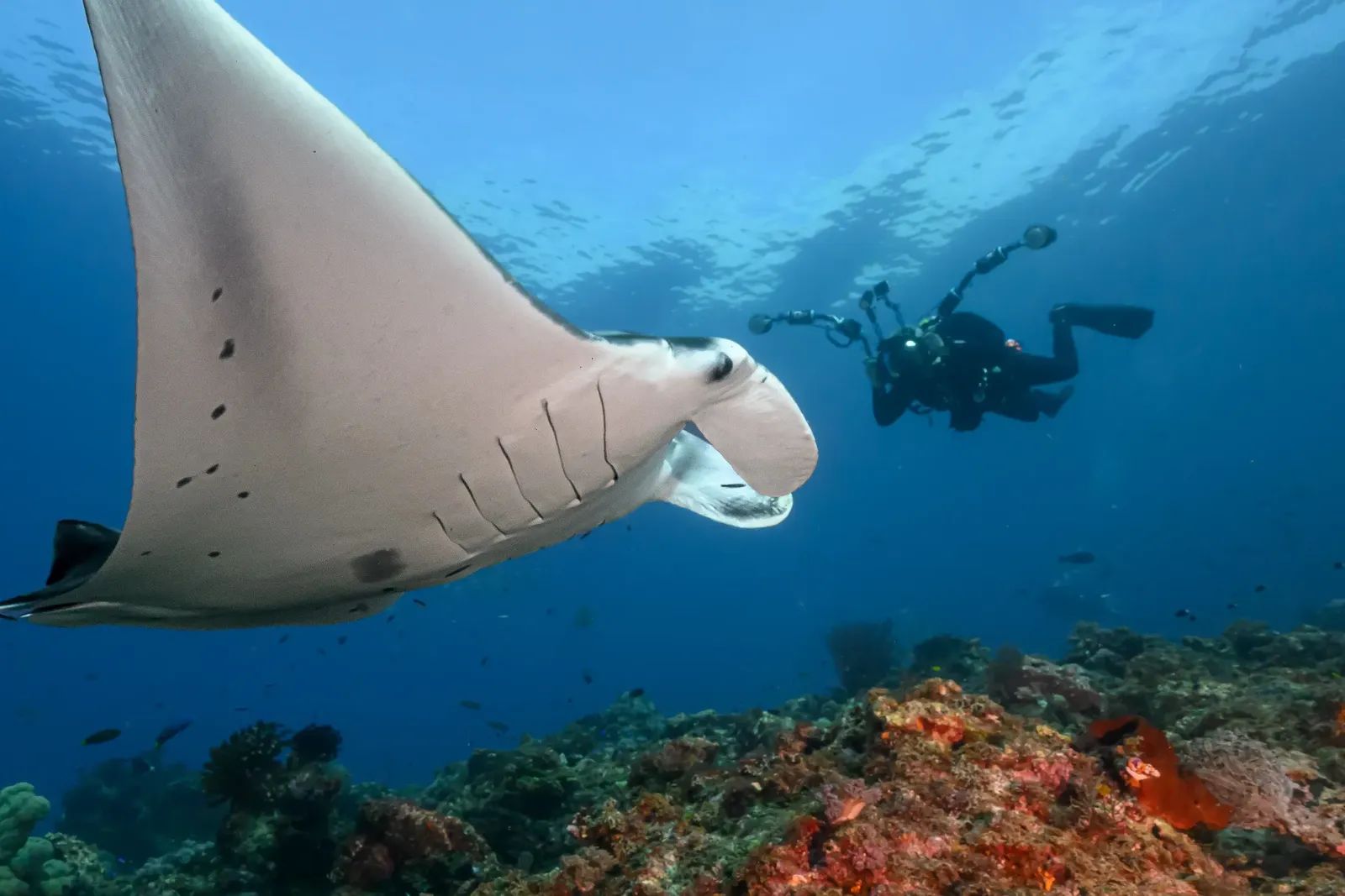 Manta and Diver