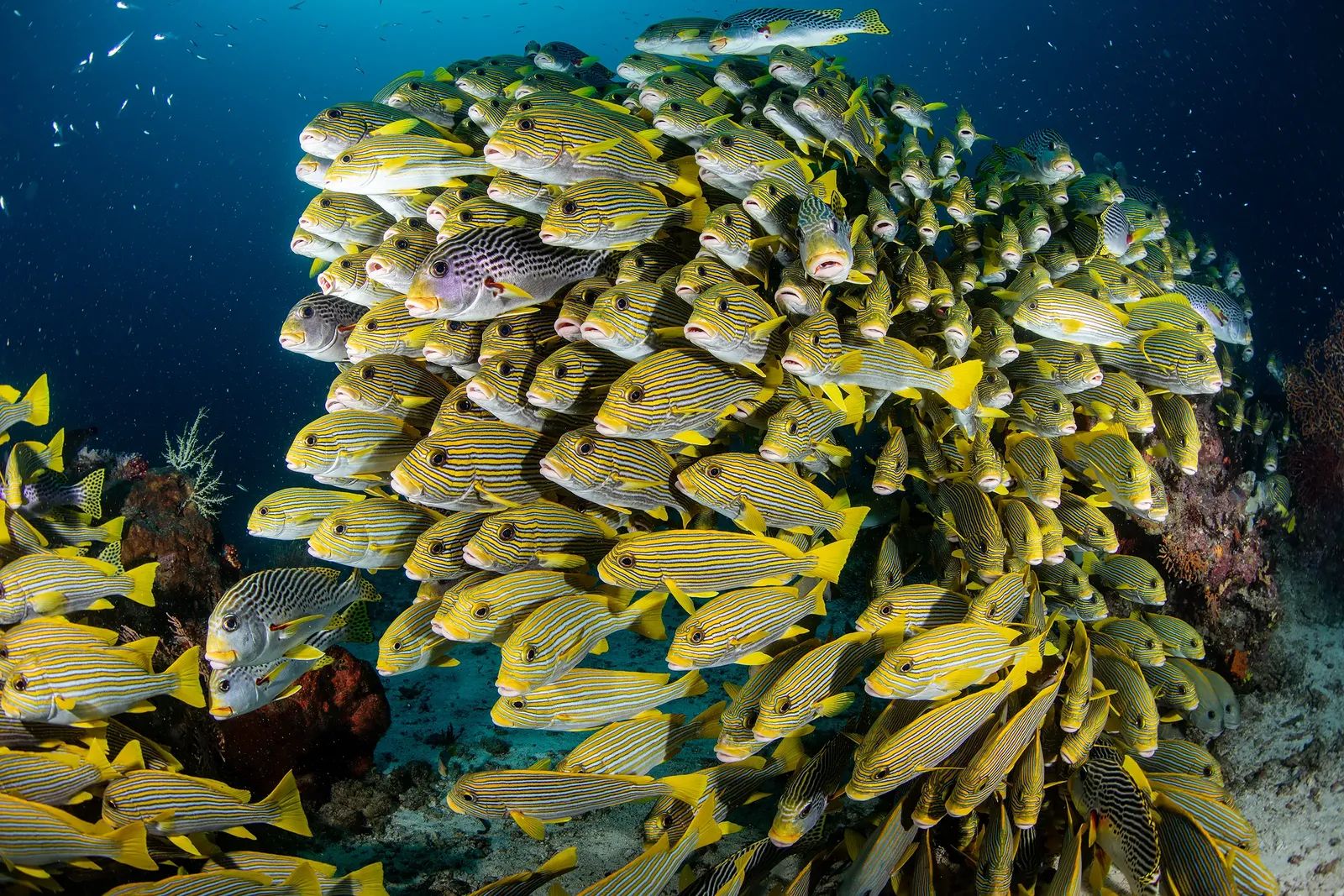 Sweetlips