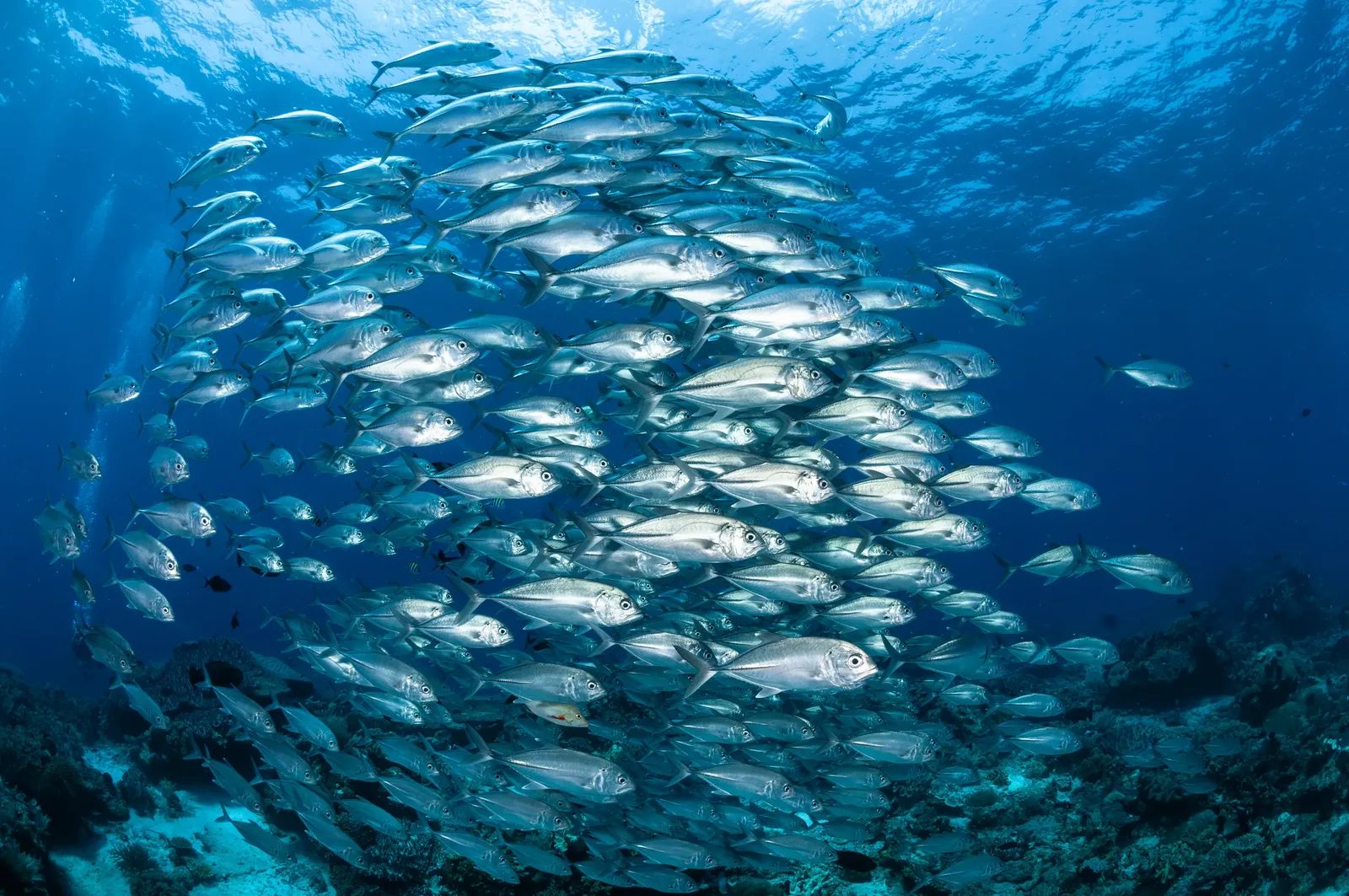 School of Jackfish