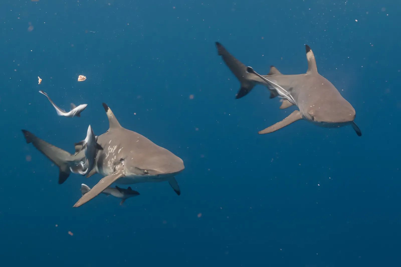 Blacktip Shark