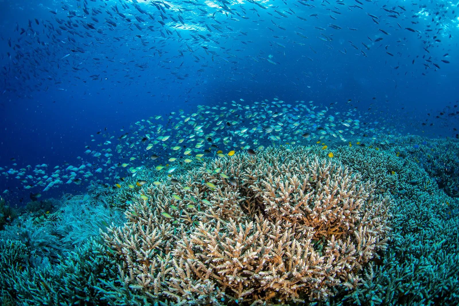 Reef Raja Ampat