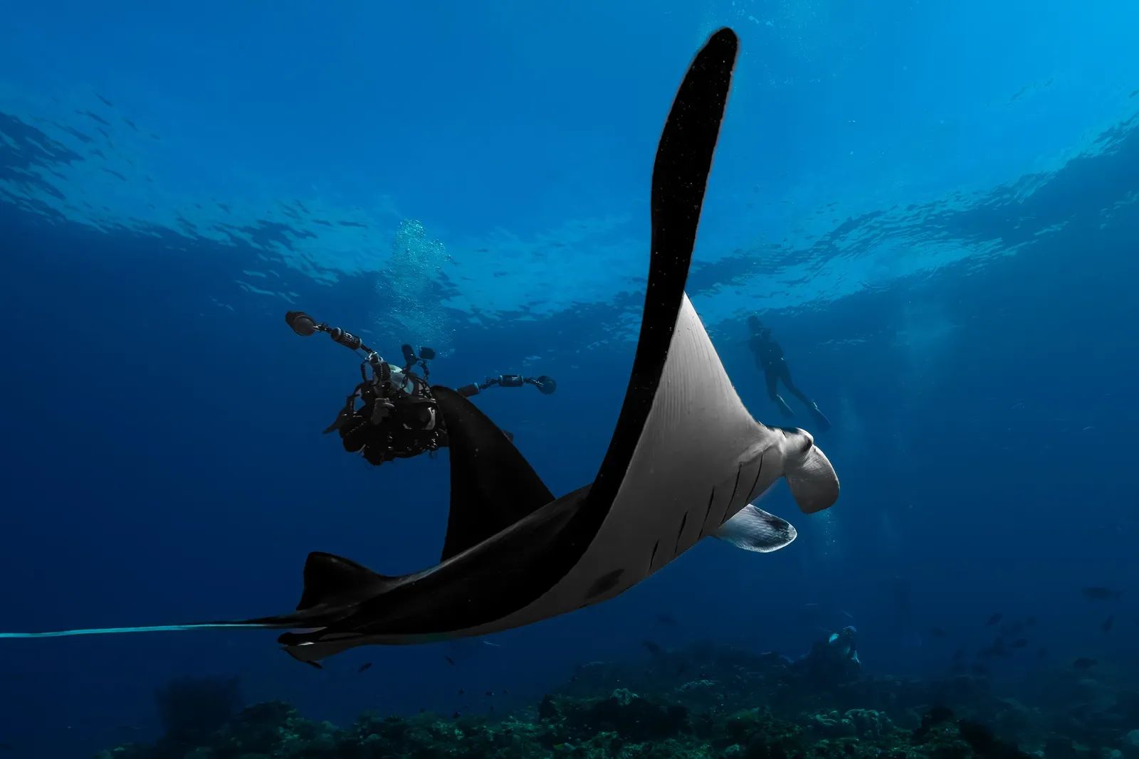 Manta and Diver