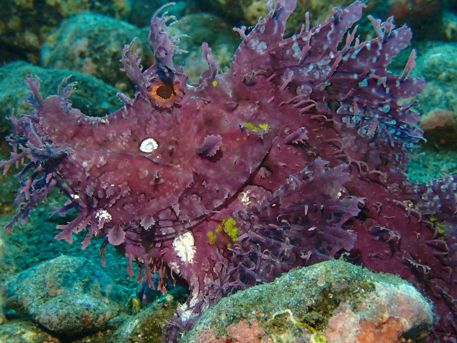 Purple Rhinopia
