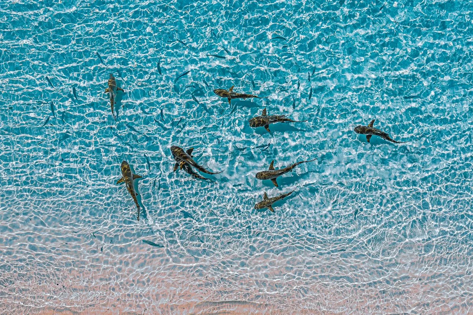 Shark Nursery