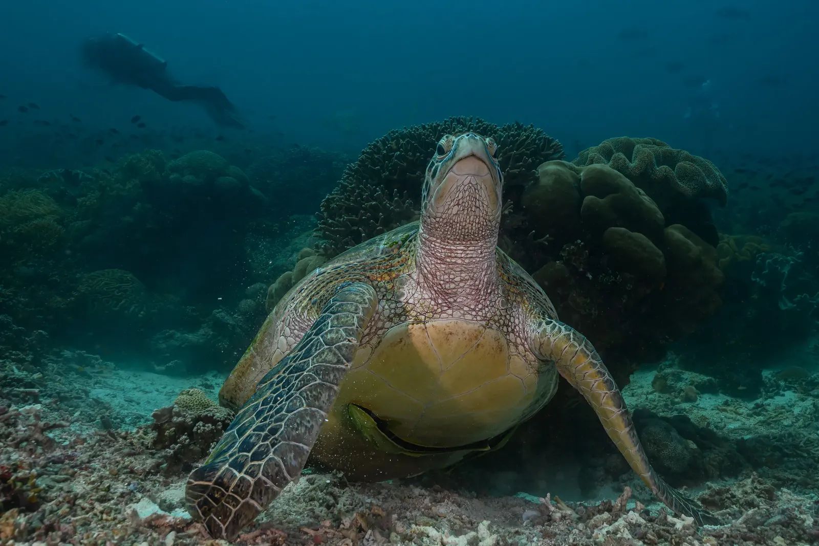 Green Turtle