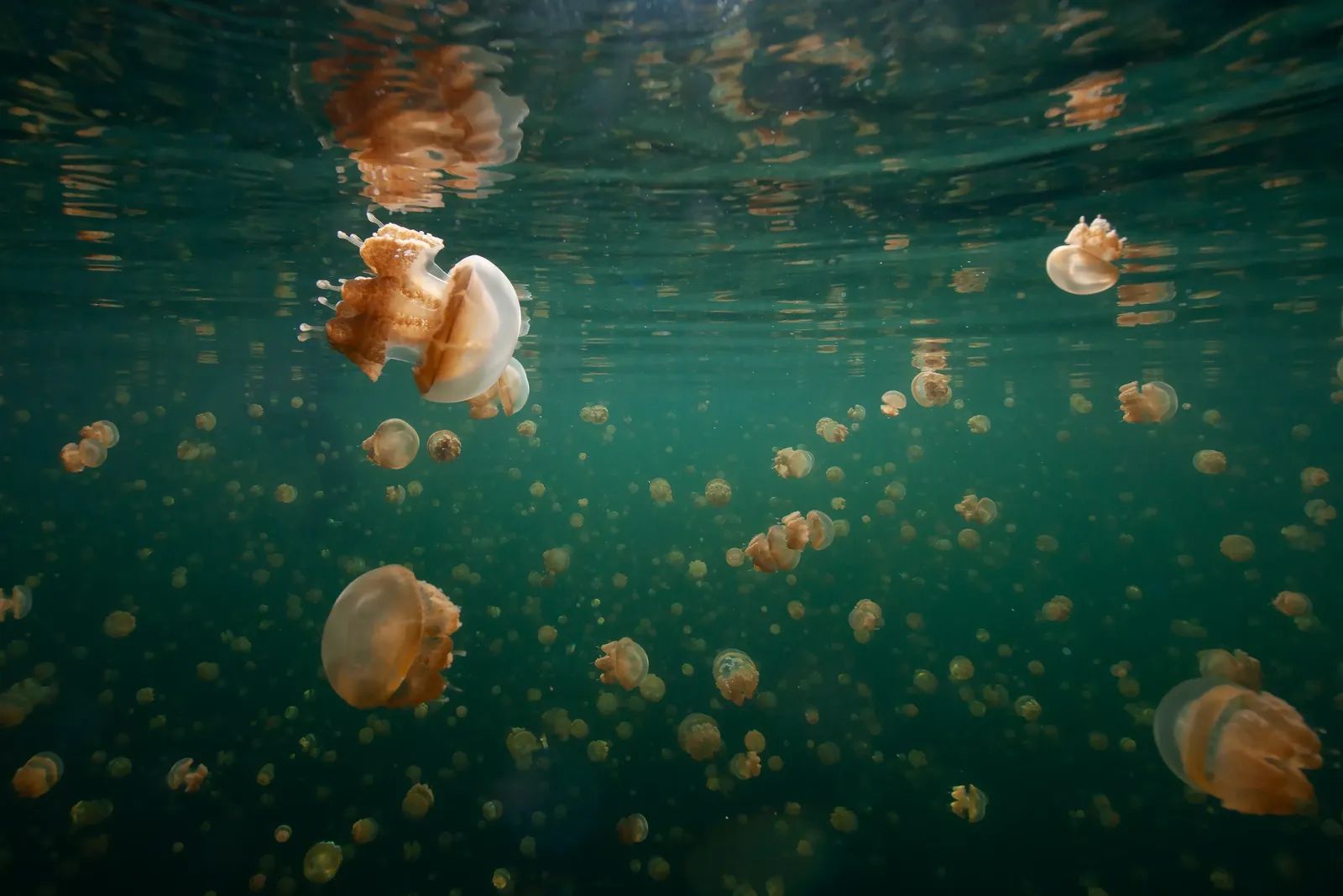 Jellyfish Lake
