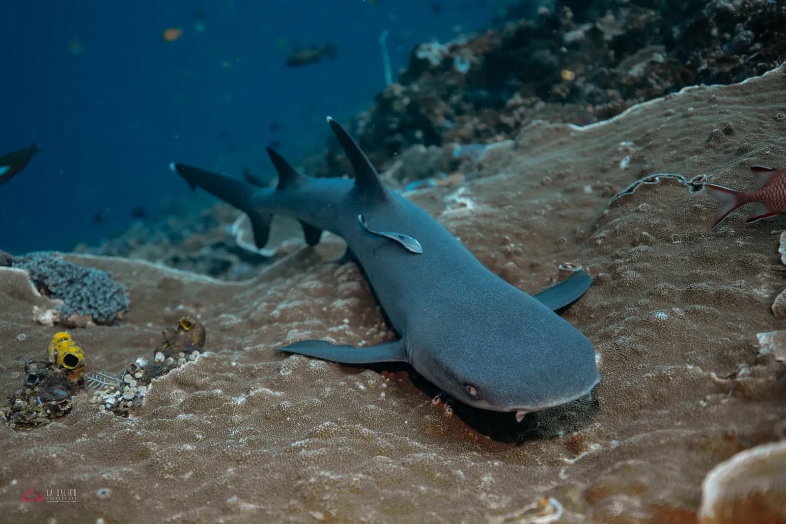 White Tip Reef Shark