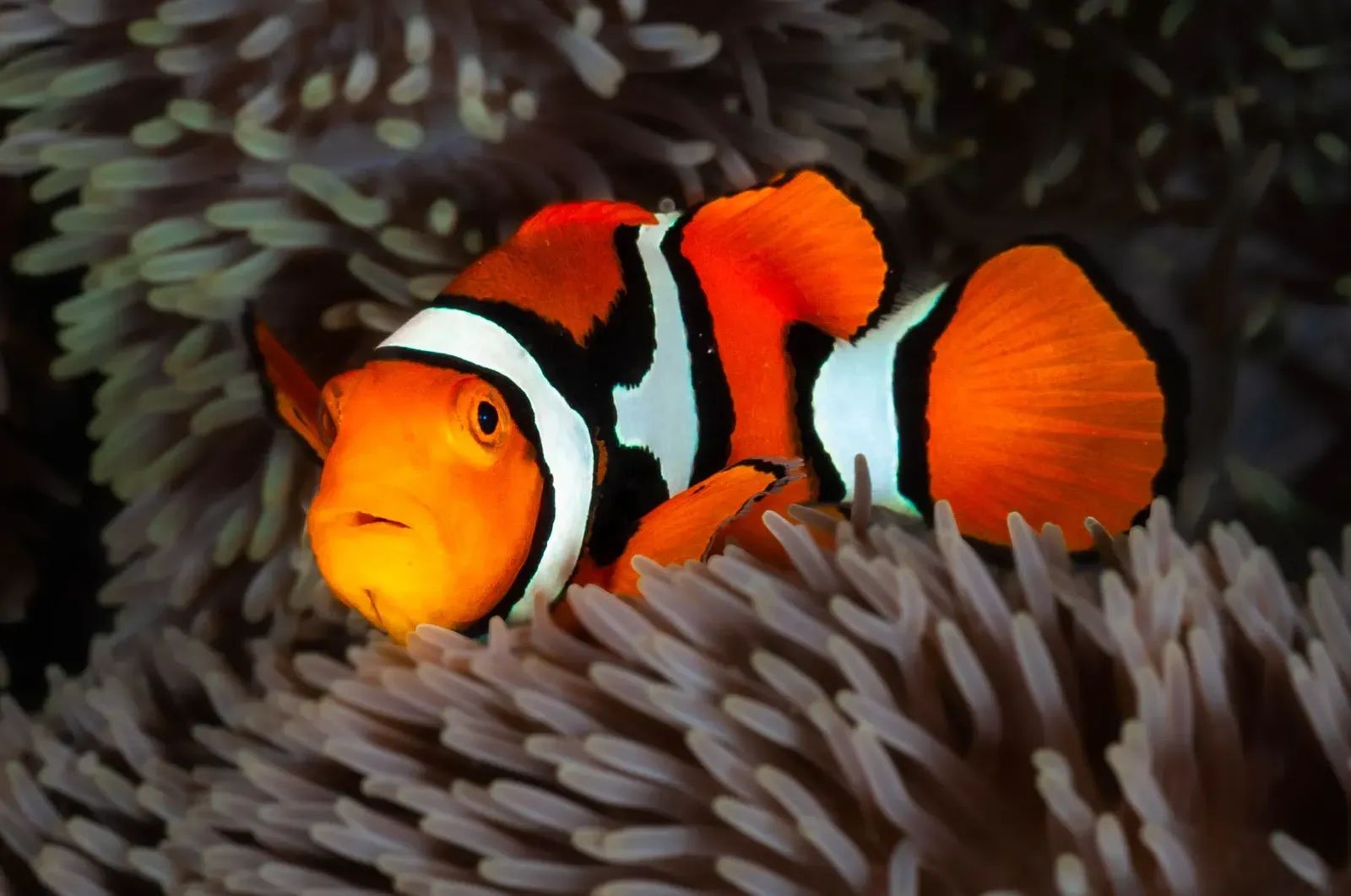 Anemone Fish