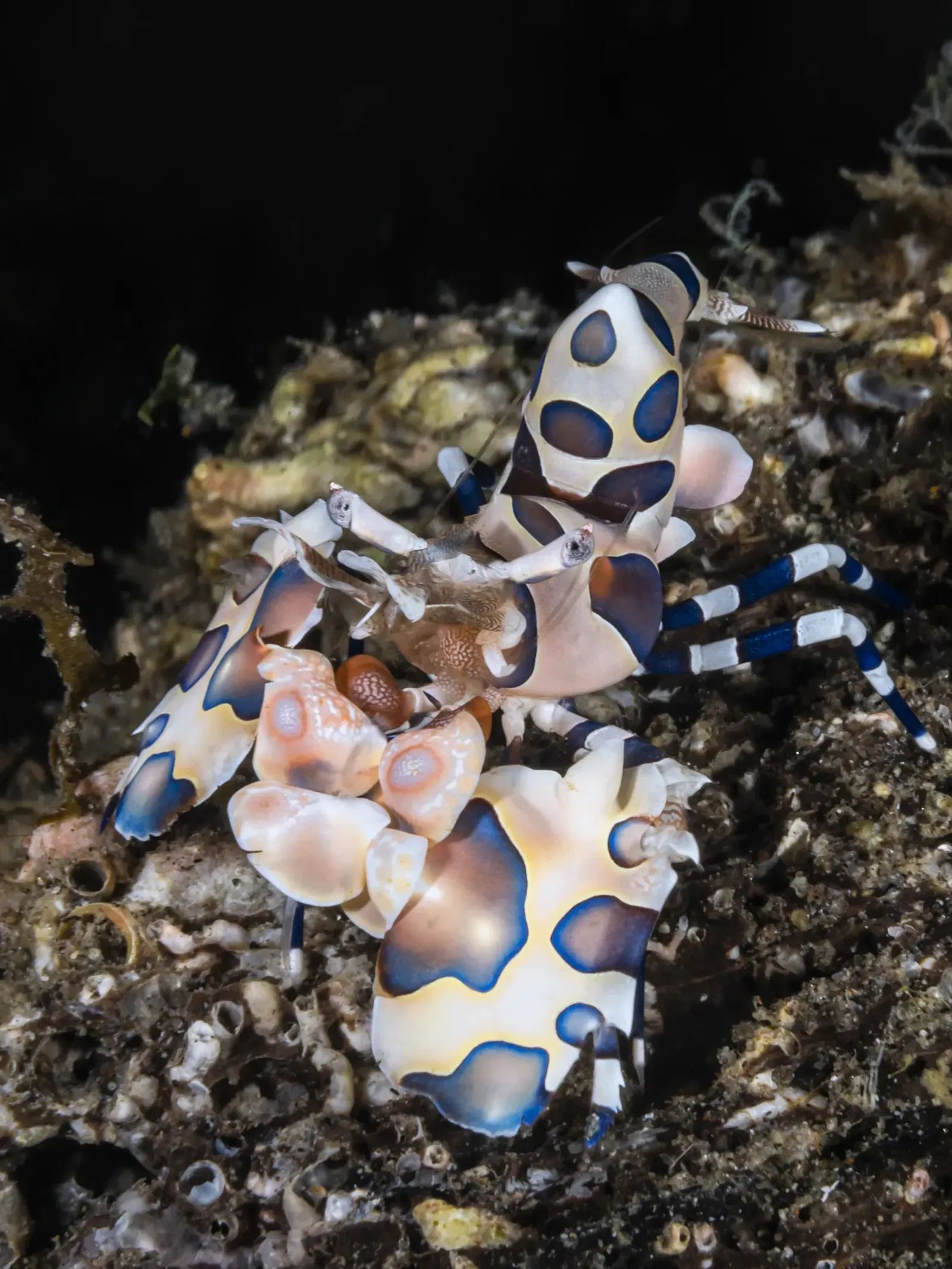 Harlequin Shrimp