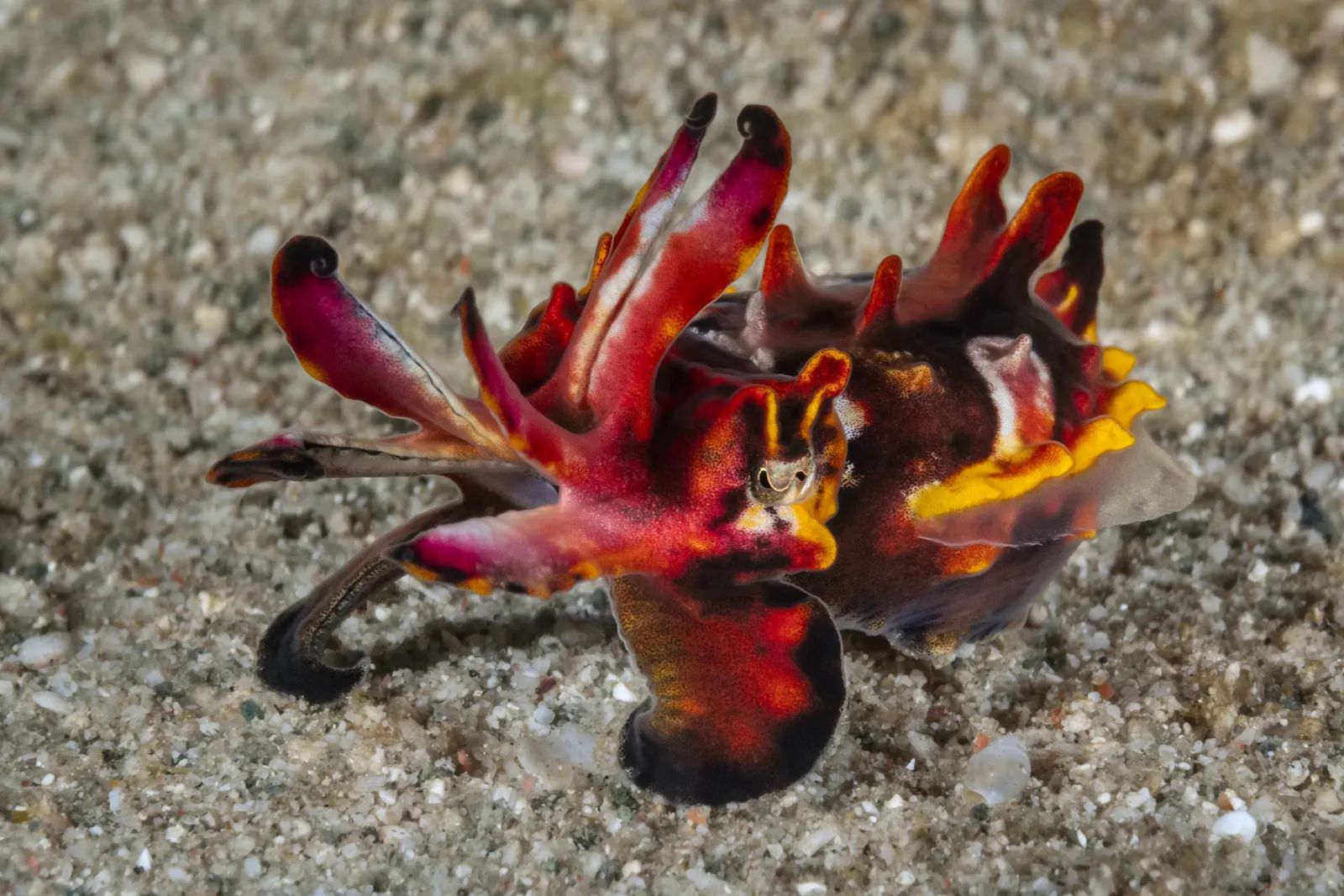 Flamboyant cuttlefish Metasepia pfefferi
