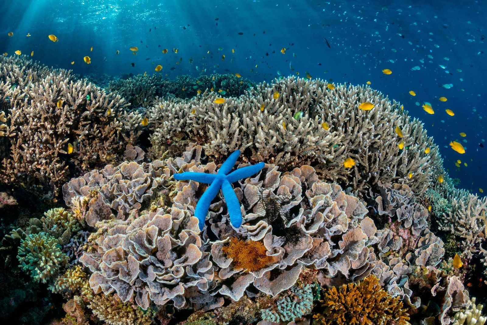 Diverse coral reef ecosystem Indonesia