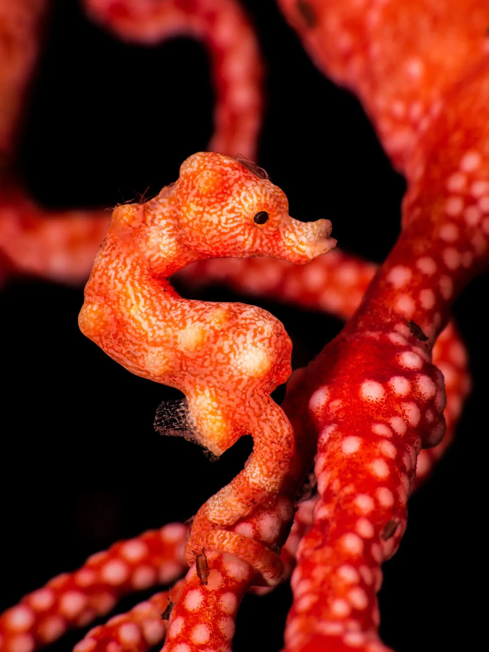 Denise's Pigmy Seahorse