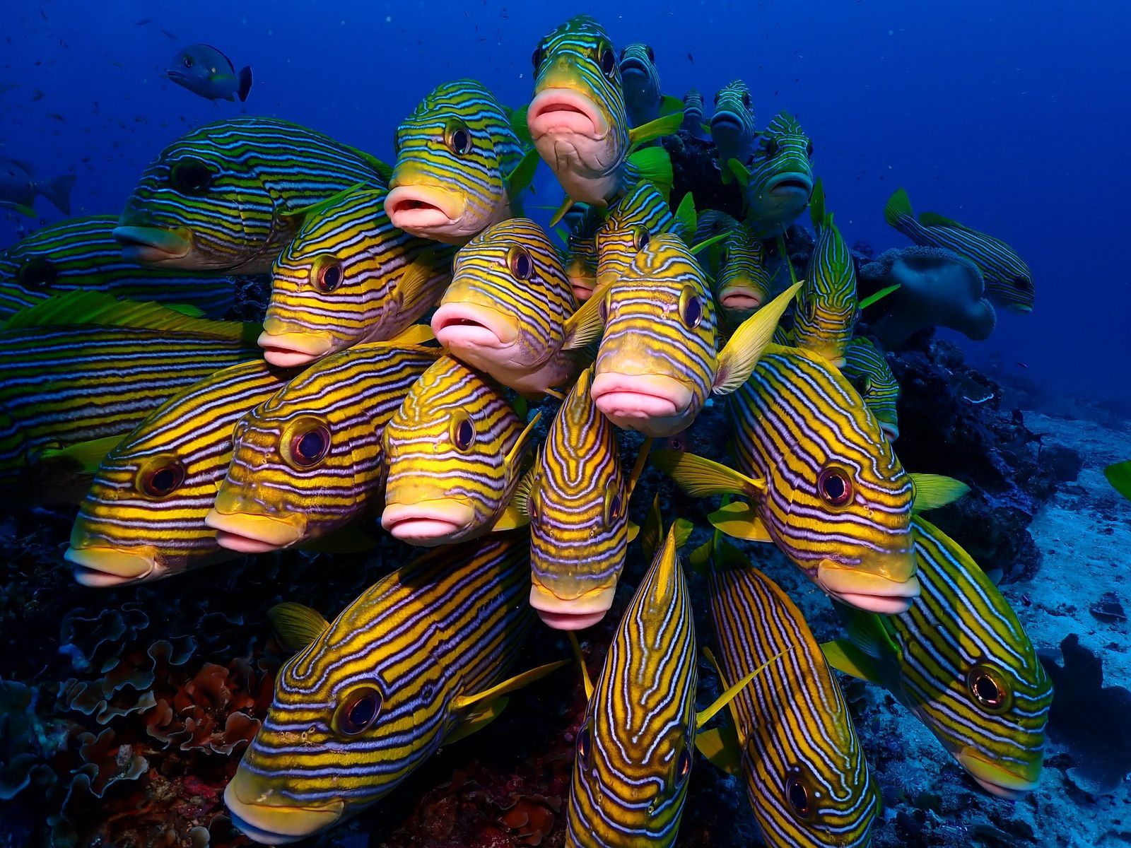 Raja Ampat Sweetlips