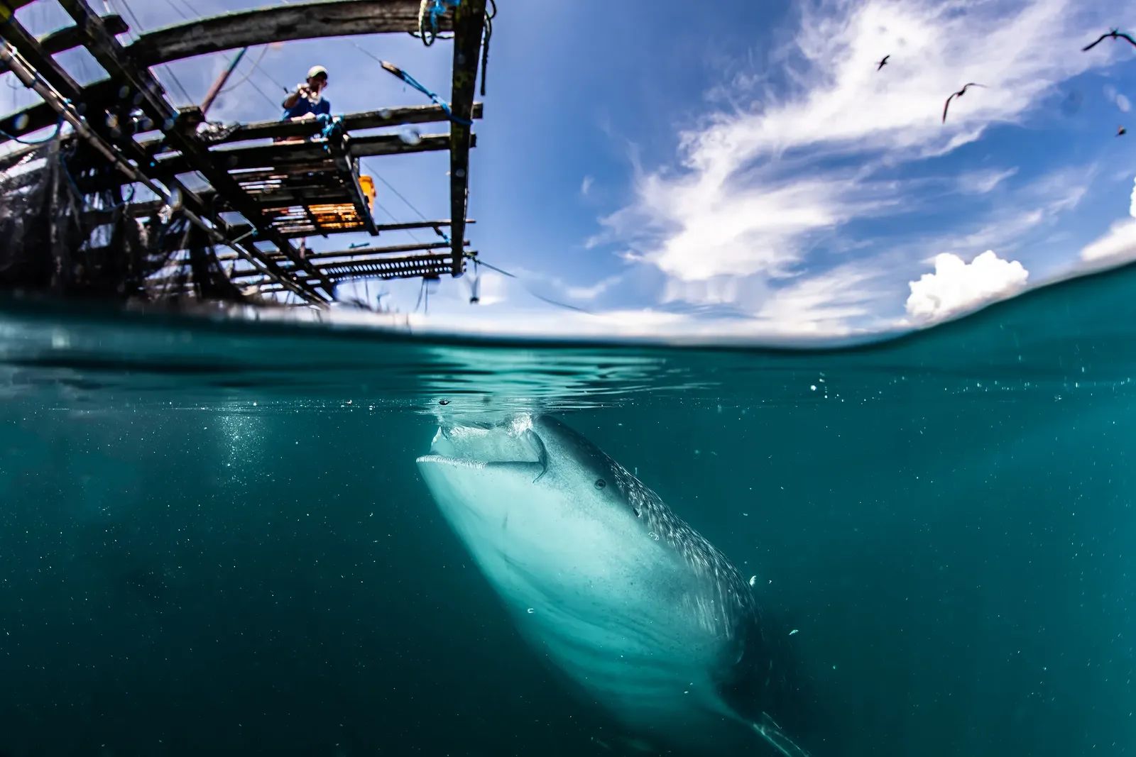 Whaleshark Bagan