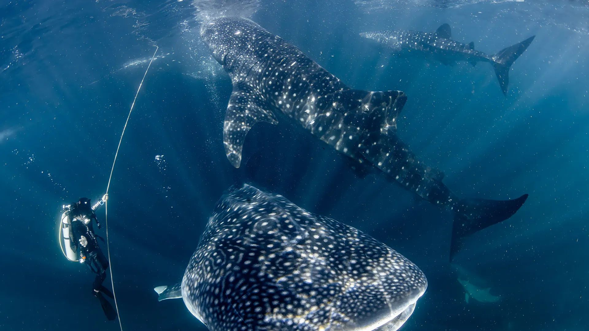 Whalesharks