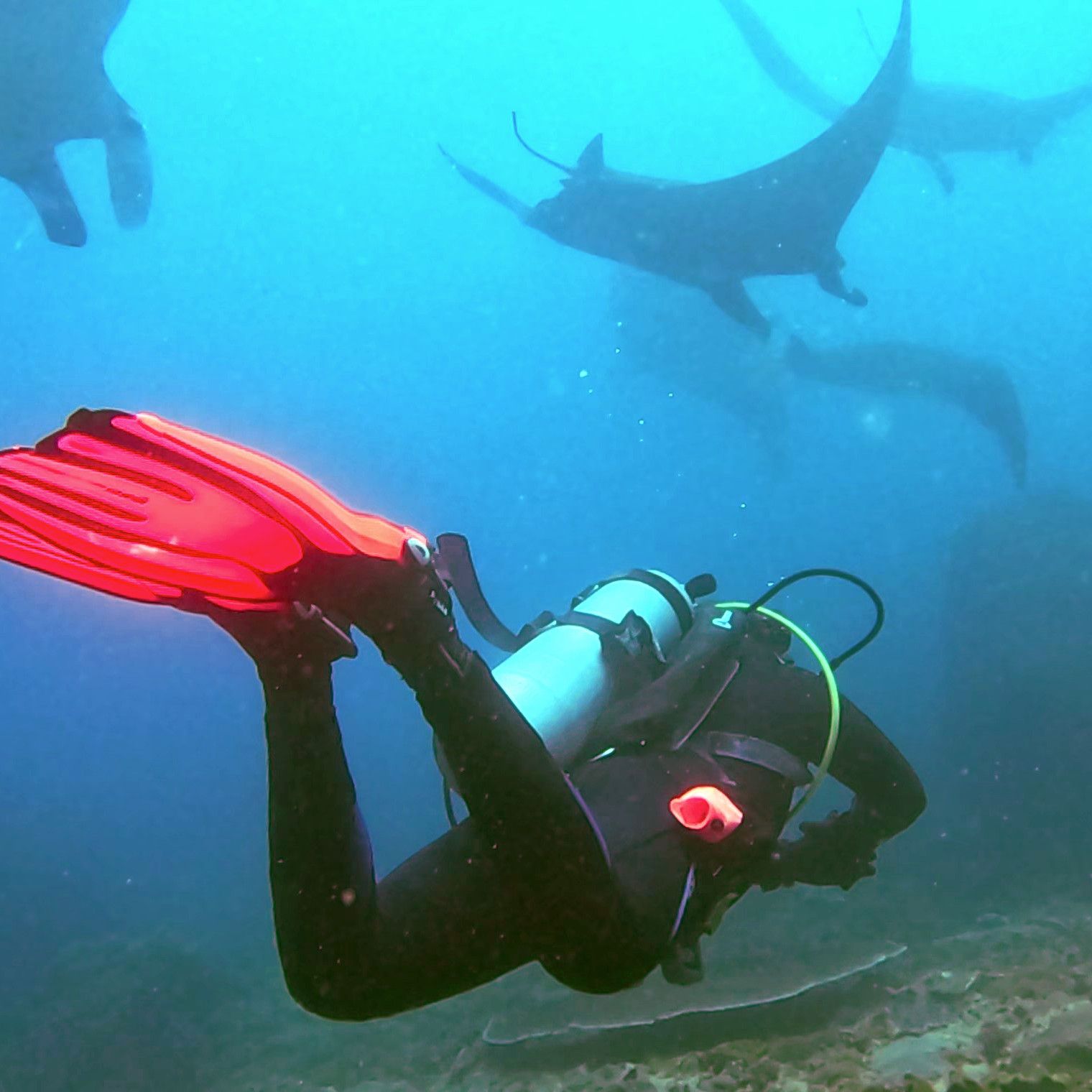Vincent from Coralbound diving with clients in Indonesia waters observing manta ray mating train behavior underwater