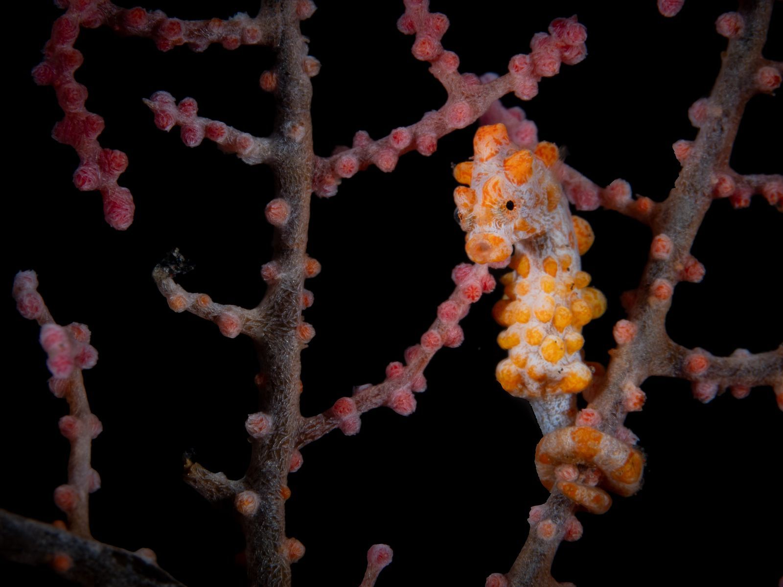 Pigmy Seahorse