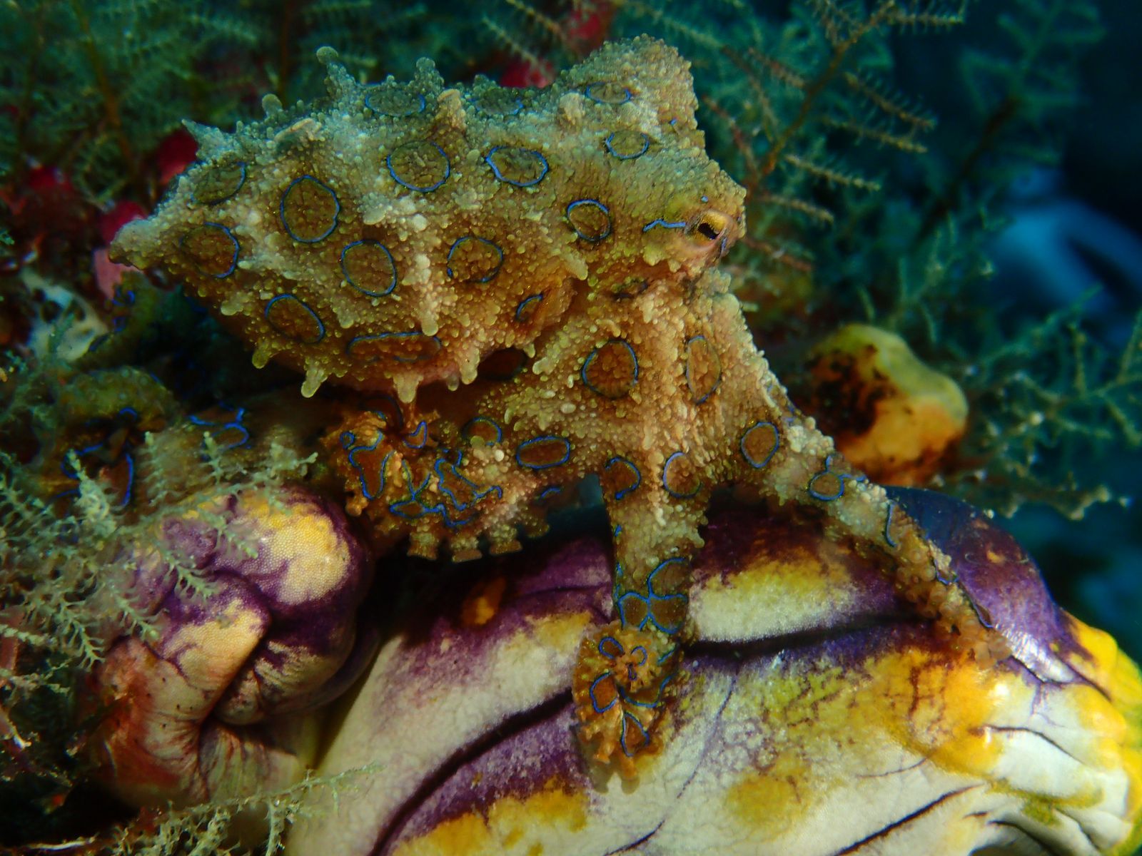 Blue Ring Octopus