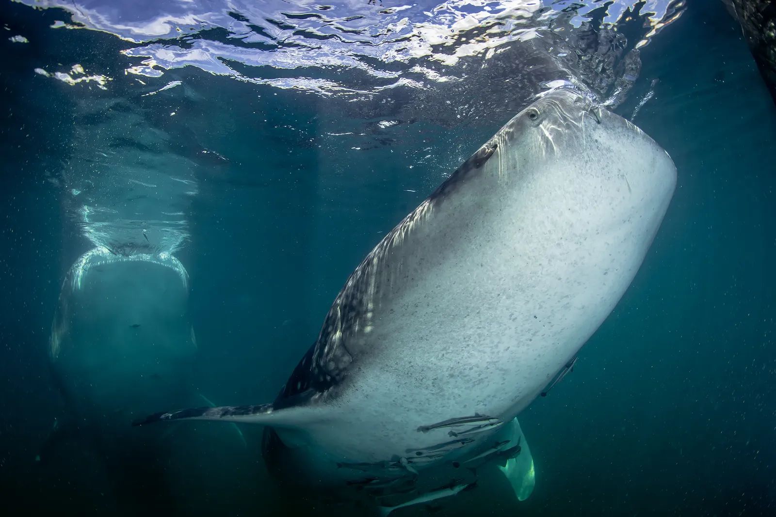 Whale shark surface feeding