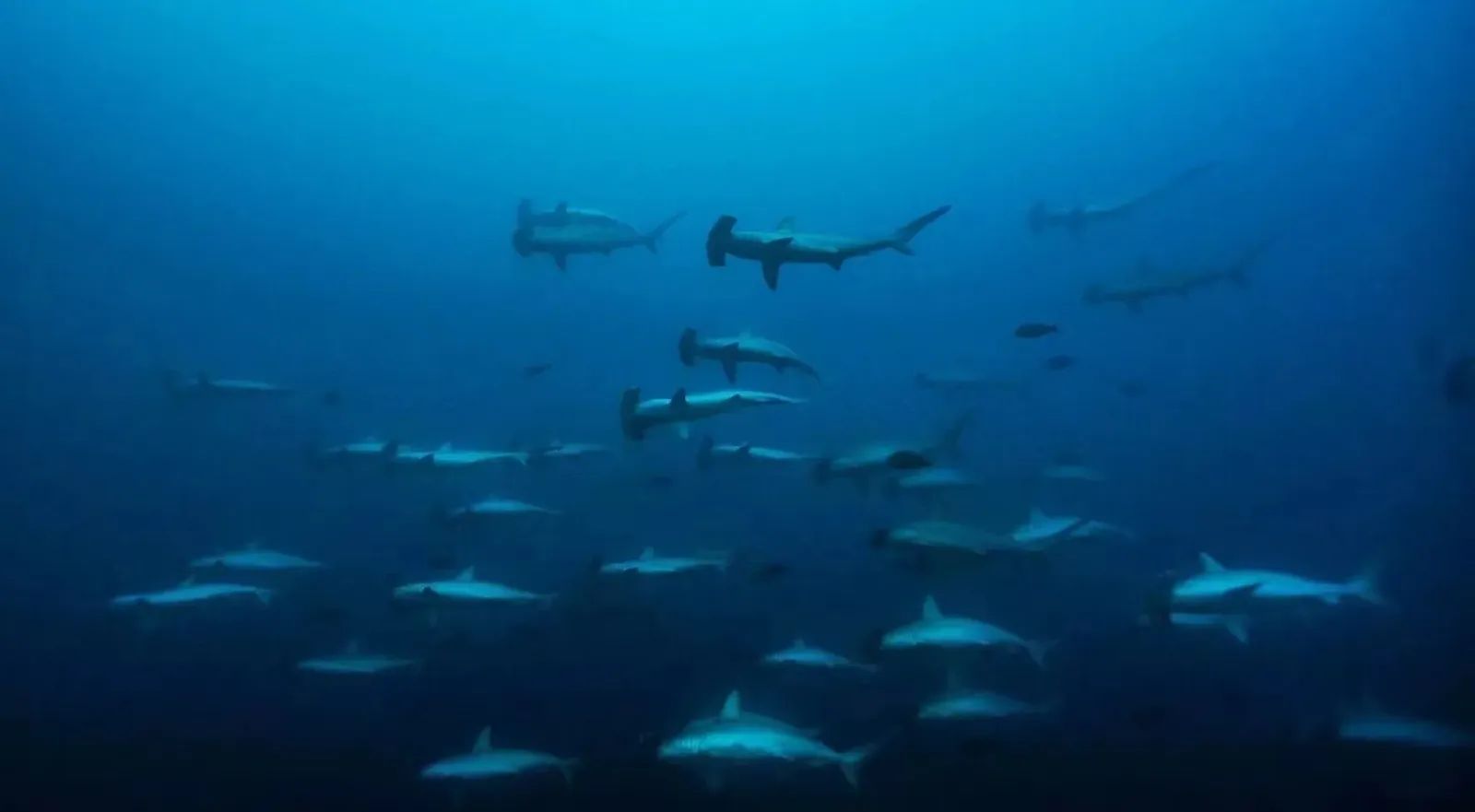 Hammerhead School