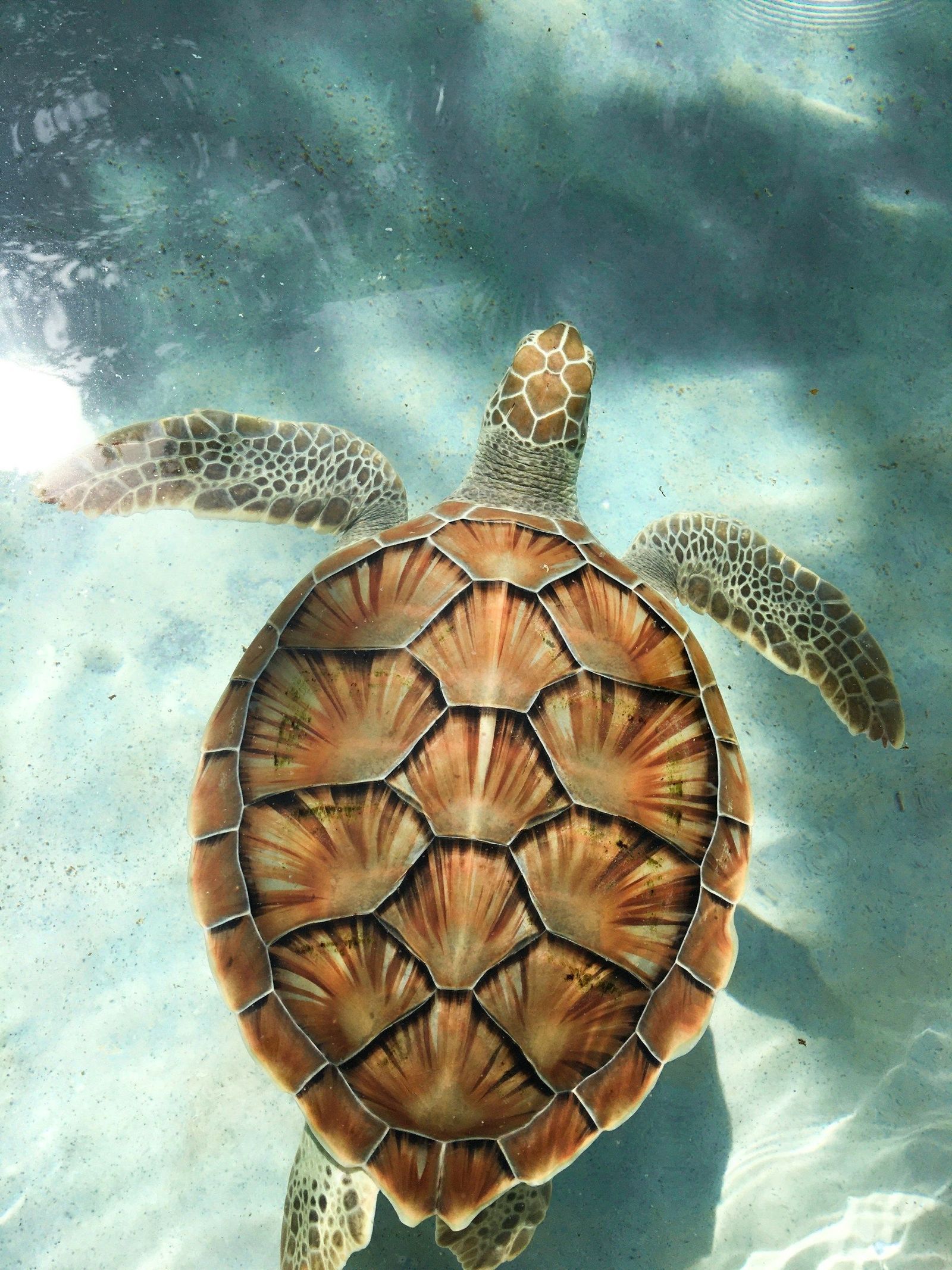 Green sea turtle swimming underwater Indonesia liveaboard marine wildlife diving