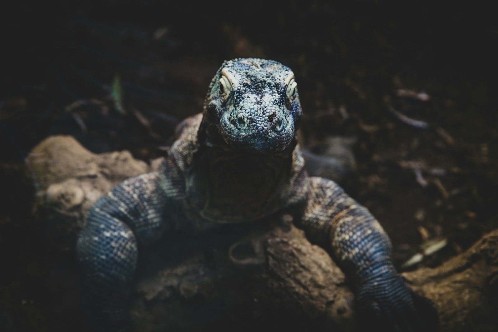 Komodo dragon close-up