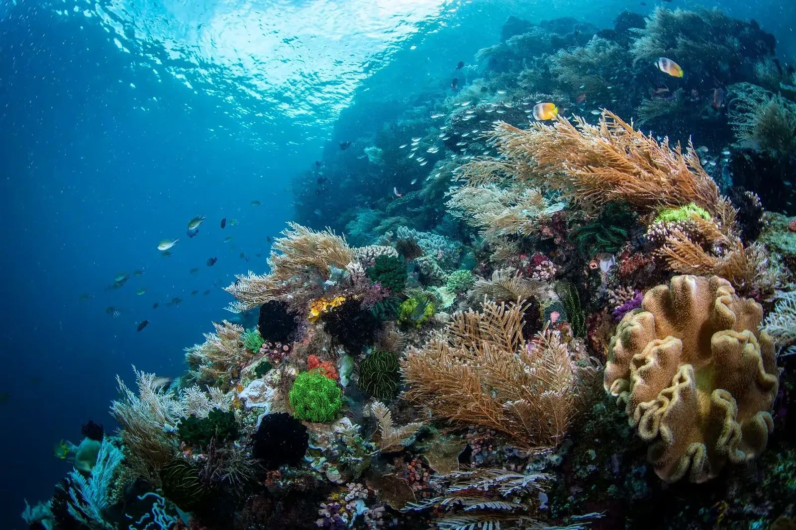 Komodo Healthy Reef