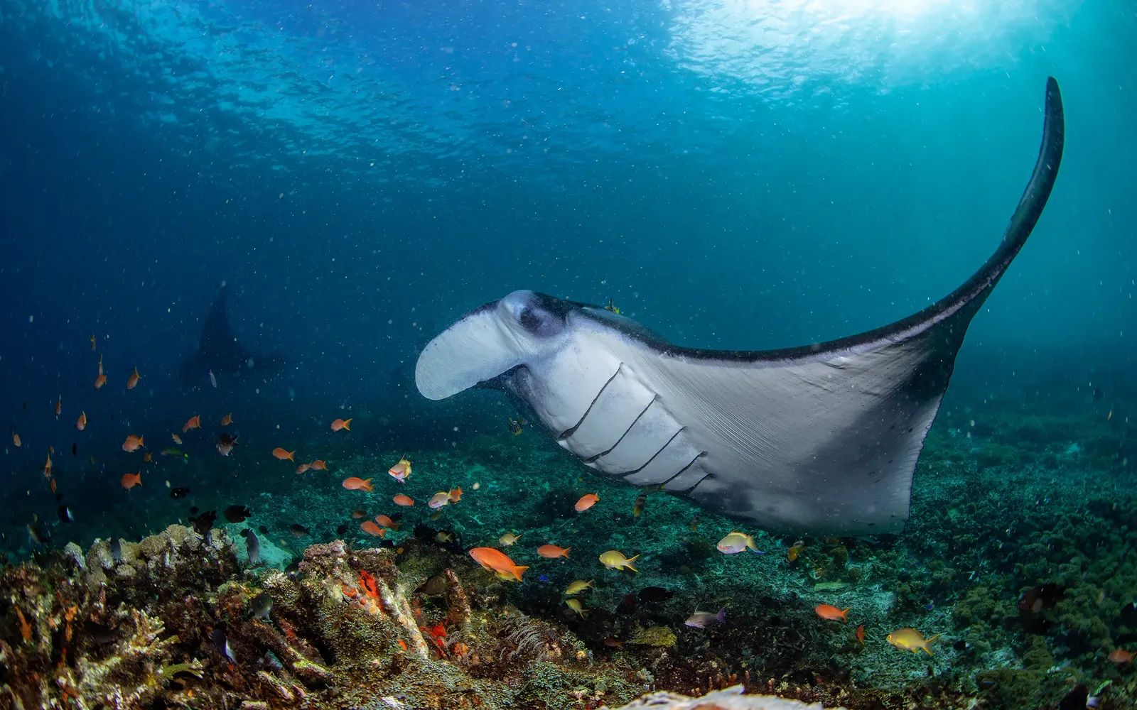 Manta Ray Komodo