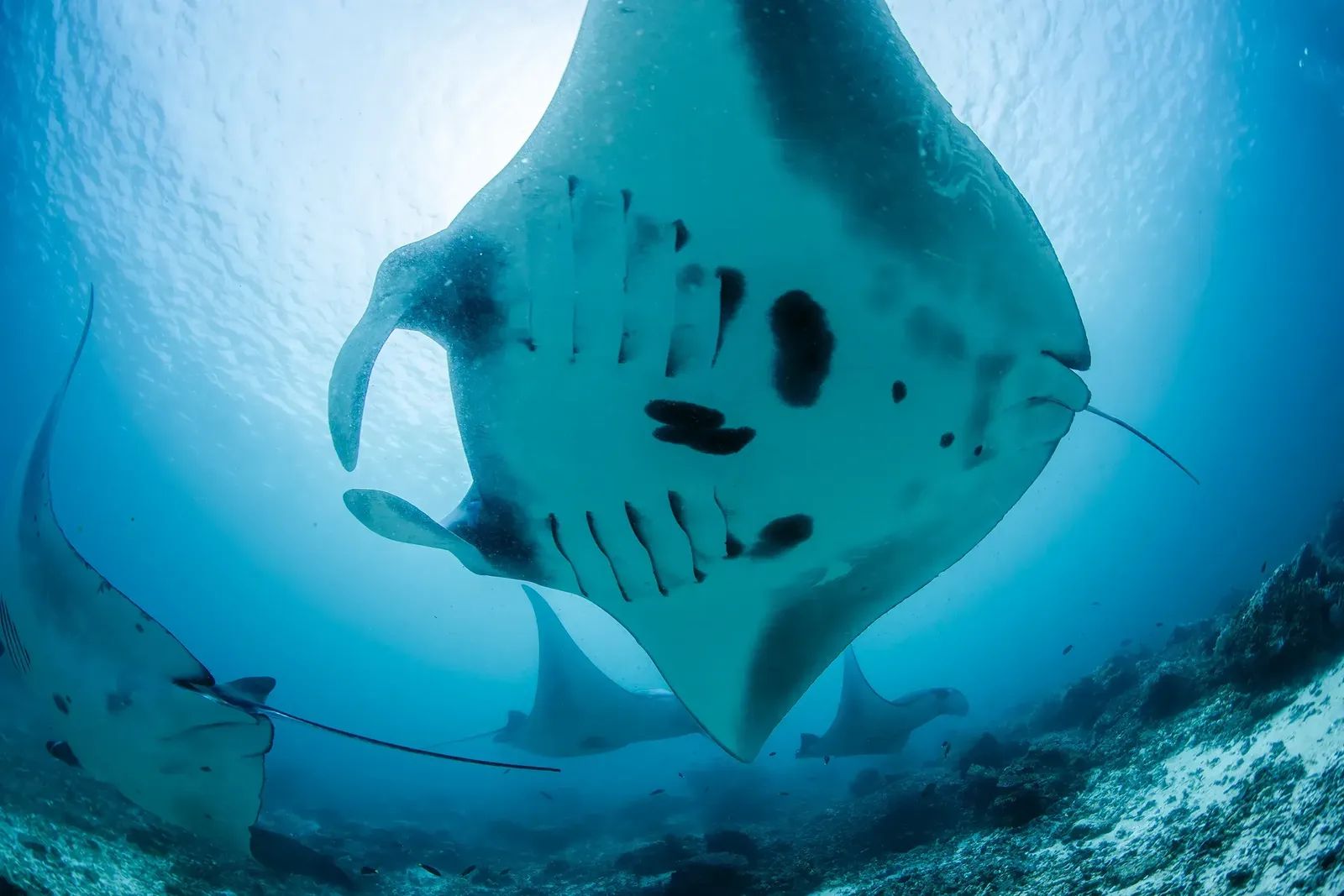 Manta Ray Komodo Underside