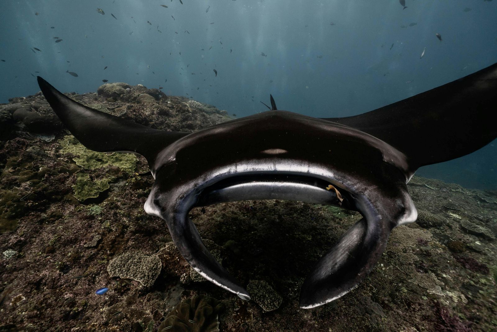 Manta ray closeup