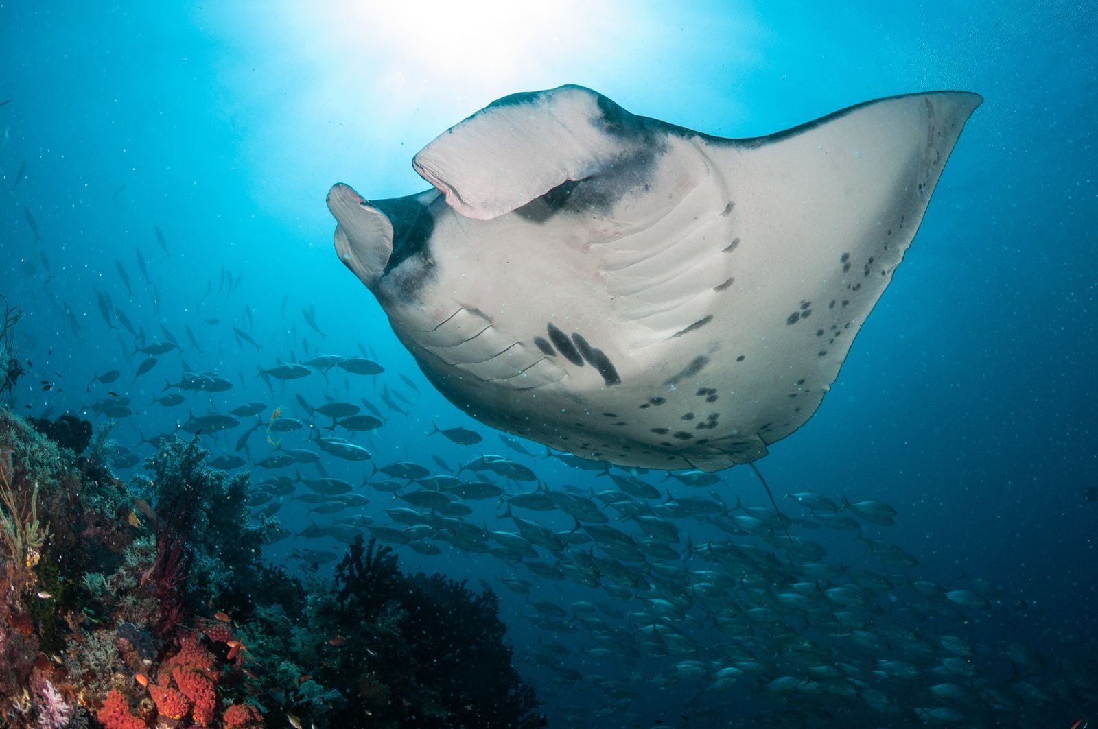 Manta Ray