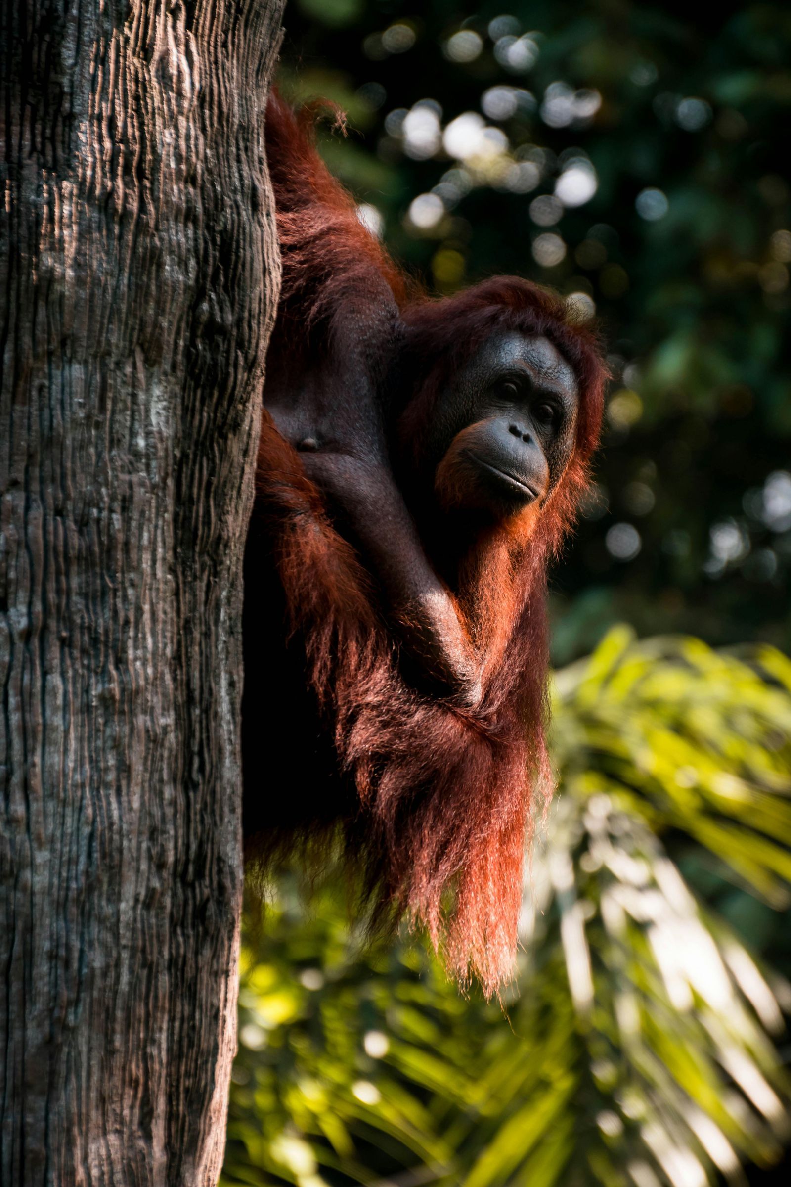 Orang Utan on Tree