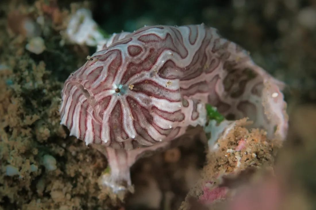 Psychedelic frogfish