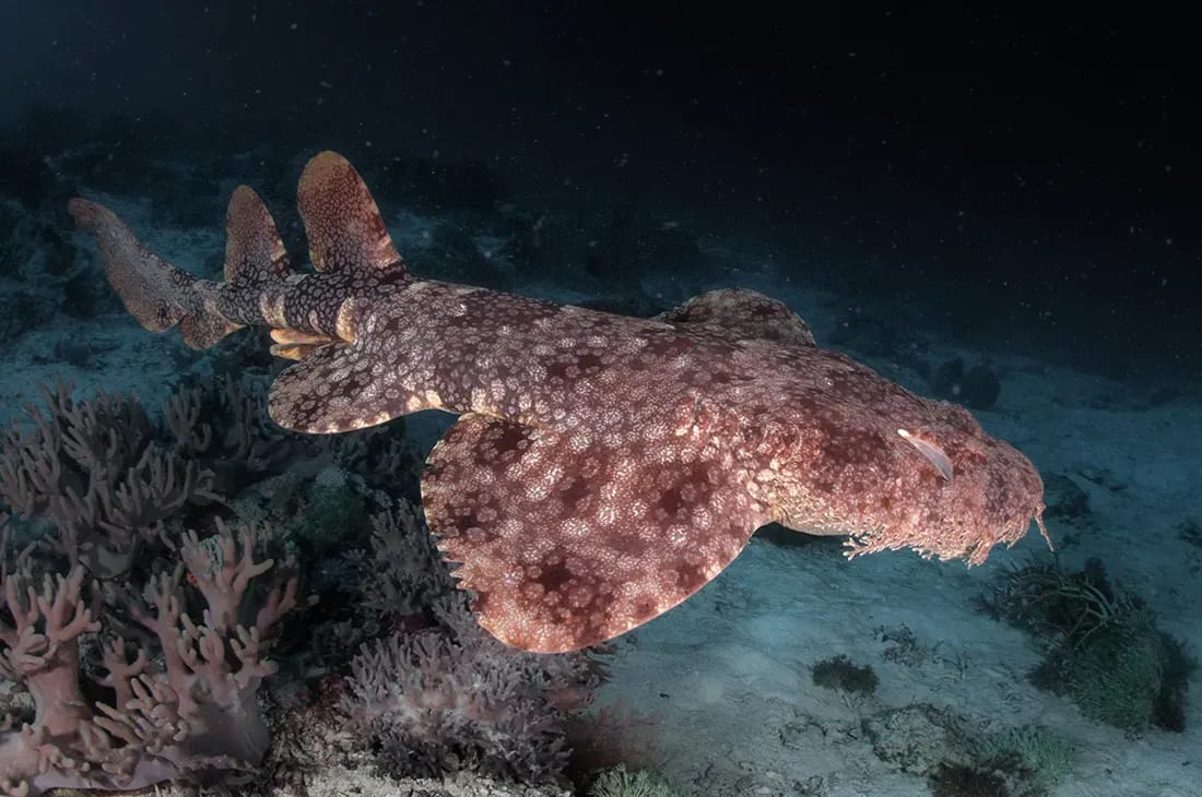 Tosseled Wobbegong