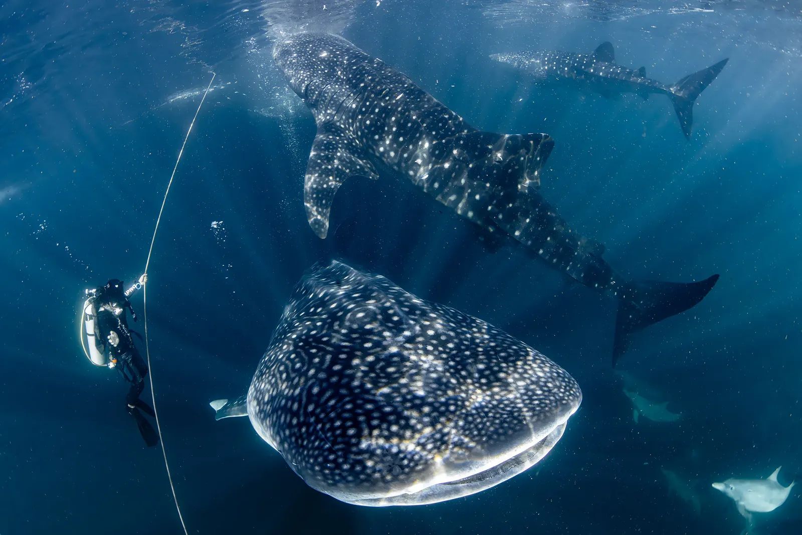 Triton Bay Whalesharks
