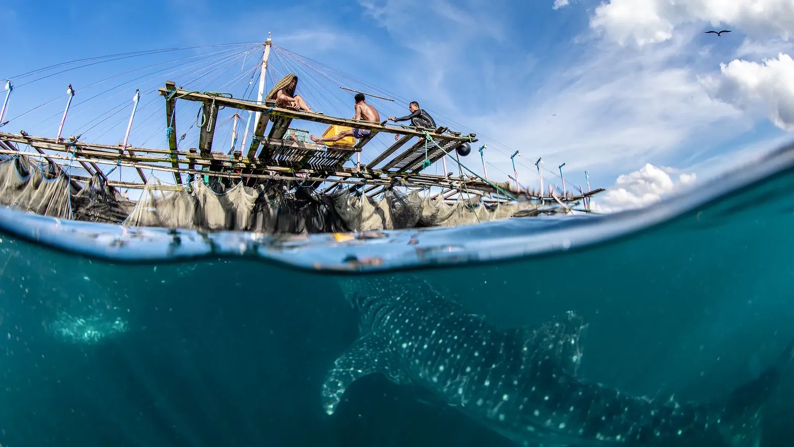 Bagan Triton Bay Whaleshark