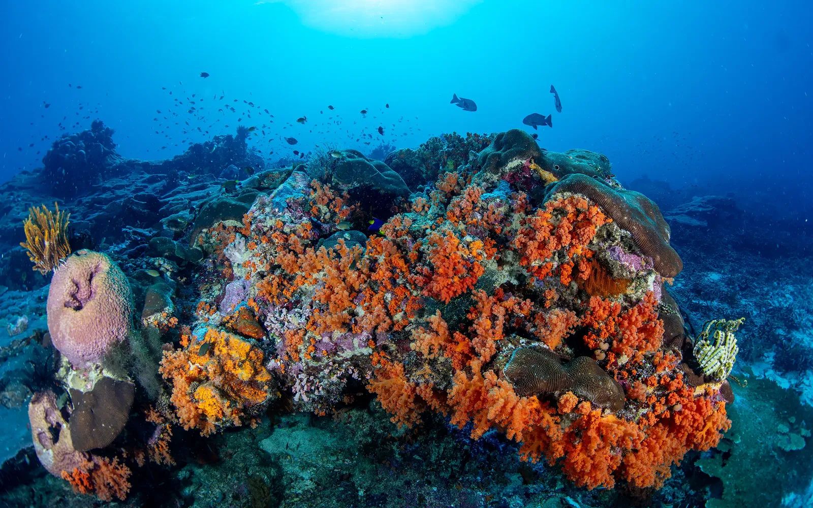 Soft Corals Triton Bay