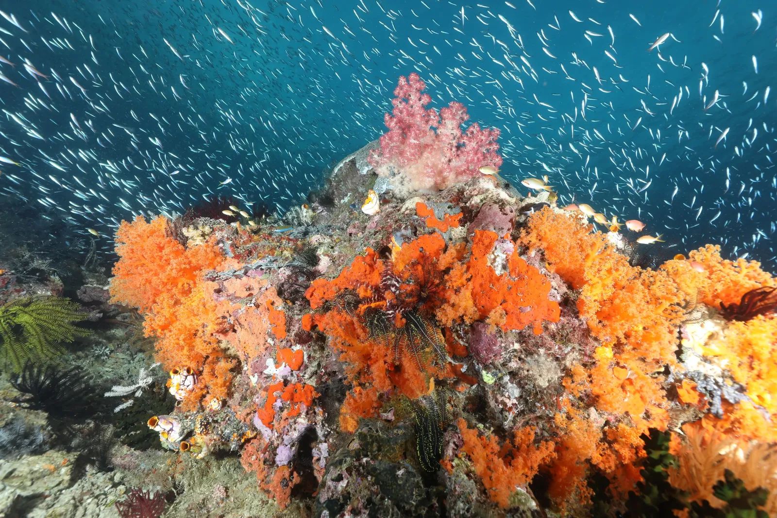 Soft Coral Bommie Triton Bay
