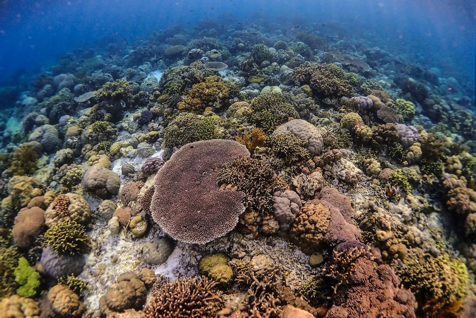 Shallow reef diving liveaboard – hard coral garden at a shallow reef site – Wakatobi, Indonesia