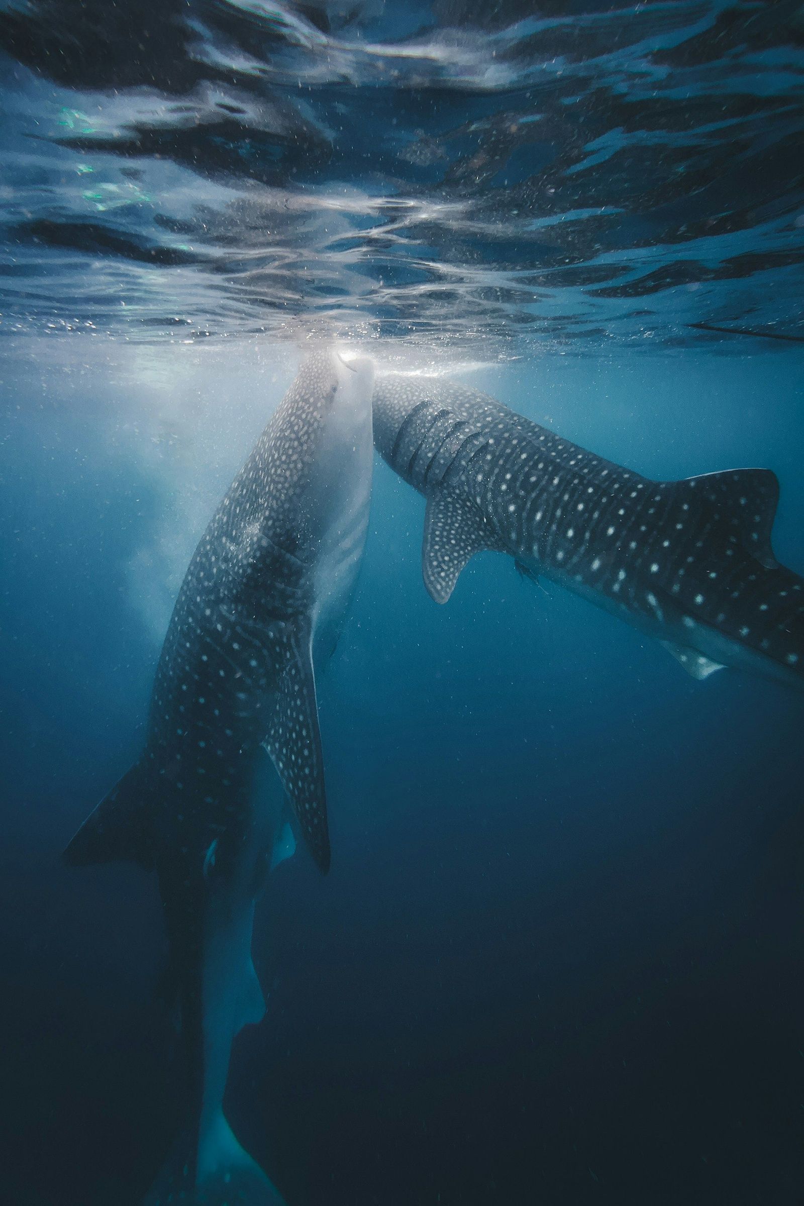 Whale shark underwater 