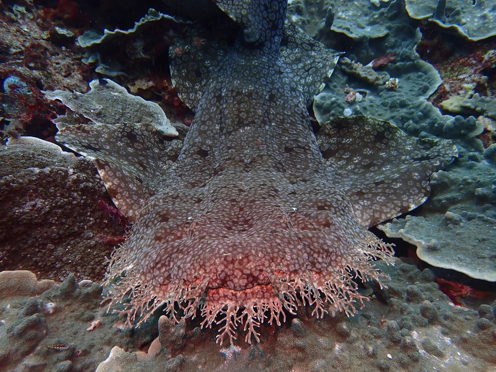 Raja Ampat diving – tasselled wobbegong shark resting on a coral reef – Indonesia